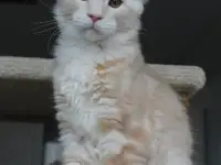 Мейн-кун котенок!, фотография 3