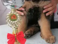 Овчарята щенки, фотография 4