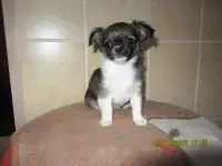 мальчик чихуахуа