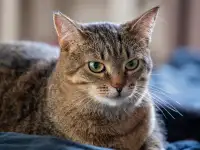 Кошка Малява ищет дом, фотография 4