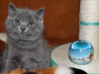 Котята британцы