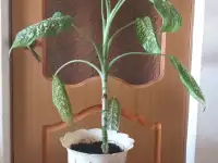 Юная диффенбахия с красивым горшком, фотография 2