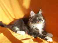 Еще совсем котёнок  , 3,5 мес., фотография 12