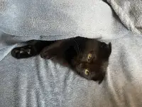 Шотландские котята, фотография 2