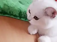Британские серебристые котята, фотография 2