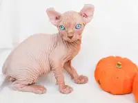 Котята эльф и сфинкс, фотография 2