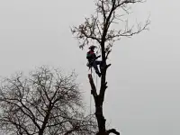 Спил сложных деревьев, фотография 3