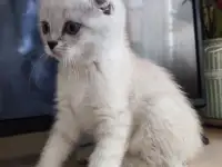 Шотландские котята, фотография 9