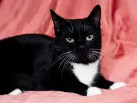 Котик в дар, фотография 5