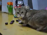 Золотые Шиншилы, фотография 4