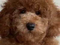 Продажа  пуделей, фотография 5