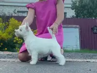 Щенки Вест Хайленд Уайт Терьер, фотография 2