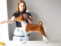 Щенки басенджи, фотография 2