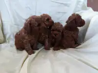 Той Пуделя щенки, фотография 3