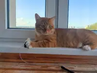 Ищет дом ласковый и интеллигентный молодой котик!!!, фотография 2