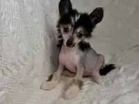 Щенки девочки китайская хохлатая собака, фотография 4