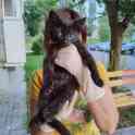 Котенок Анфиса ищет дом!, фотография 3