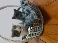 КОТЯТА, фотография 4