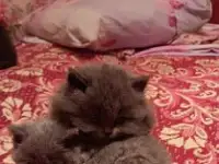 котята