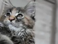 7 Котенок, фотография 2