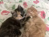 котята в дар