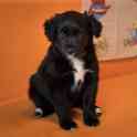 Щенок метис пойнтера дев.3,5 мес добрая умная