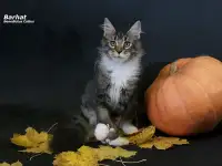 Мейн-кун полидакт  поликун  мальчик, фотография 6