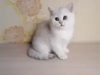 Британский котёнок, фотография 6
