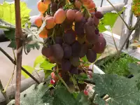 Продам дачу о.п.Синюга с.т.Вычислить, фотография 9