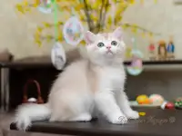 Британские котята из питомника. Мальчик Амур., фотография 6