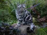Шотландский кот/вязка.