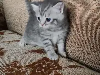 Британские котята