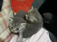 Предзаказ котят.