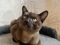 Котята европейской бурмы, фотография 2