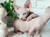 Бамбино канадский сфинкс, фотография 4