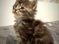 Котята Мейн-кун, фотография 5