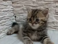 Британские котята, фотография 2