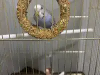 Попугай с клеткой
