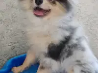 шпиц мальчик  мрамор редкий окрас