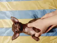 Мини чихуахуа, фотография 3