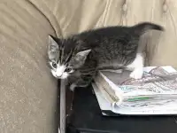 Котята Британской кошки, фотография 3