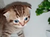 Новогодние пушистые подарки, фотография 12