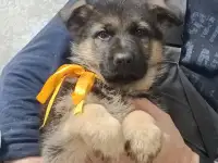 Немецкий овчарки щенки