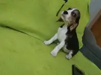 Щенки Бигль, фотография 6