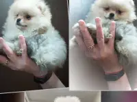 Померанский шпиц, щенки. Мини мишки, фотография 4