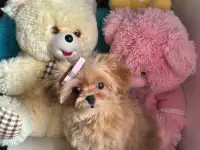 Мальтипу ф1 элитные мини и микро Корея только у нас, фотография 4