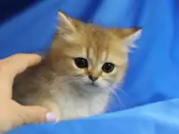 Шотландские котята, фотография 6