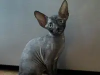Корниш-рекс котята, фотография 6