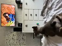 Французский бульдог, фотография 2