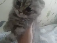 Шотландская кошечка, фотография 3
